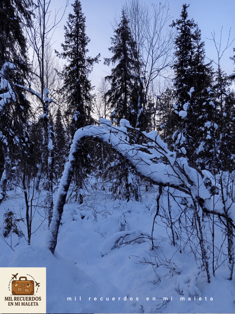 Vista nevada de un bosque en Laponia