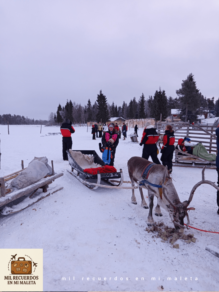 granja de renos sami, Sirkka, Finlandia