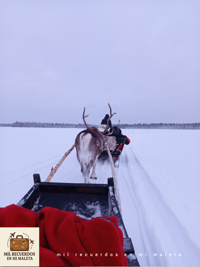 Día 4 en Laponia: Una Nochebuena mágica en trineo de renos&nbsp;🦌✨