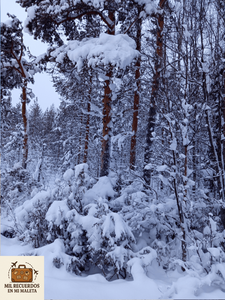 paisaje artico en Levi, Finlandia